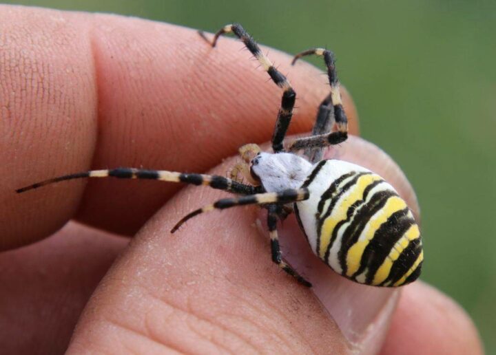 Полосатый паук Аргиопы Брунних