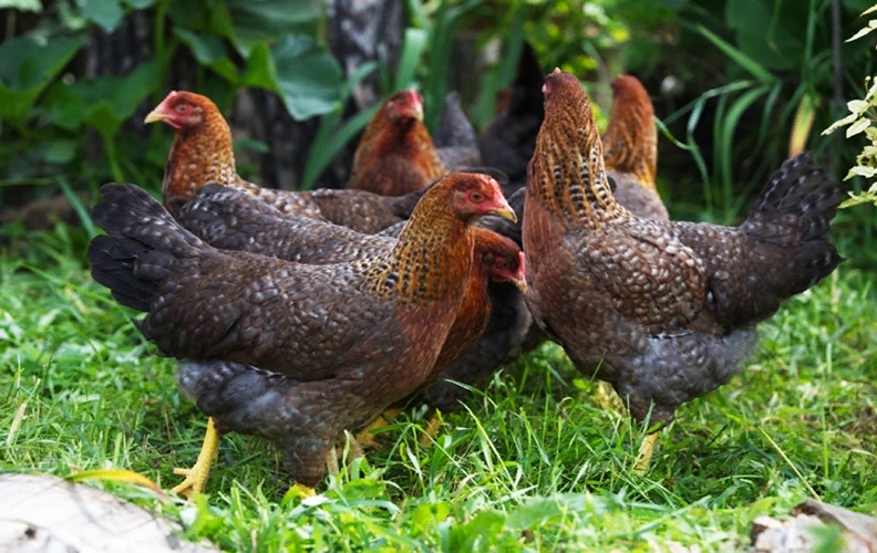 Куры на лужайке