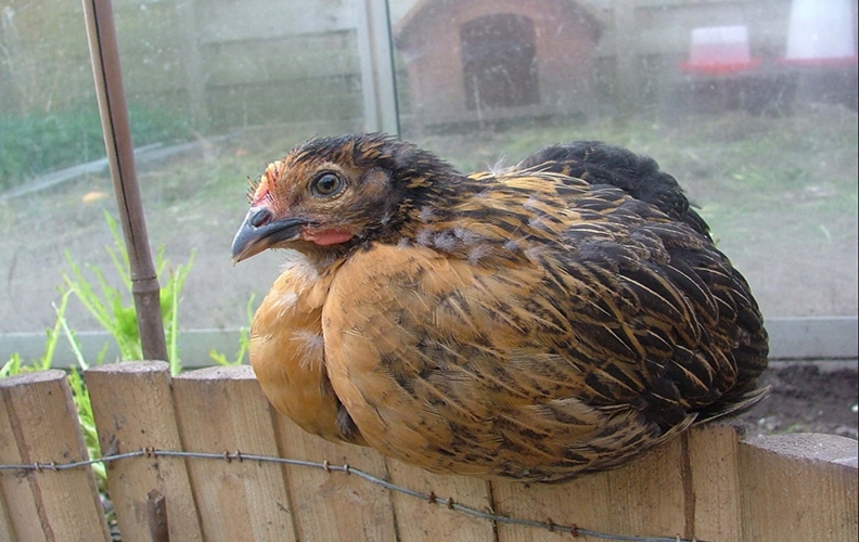 Курица в птичнике