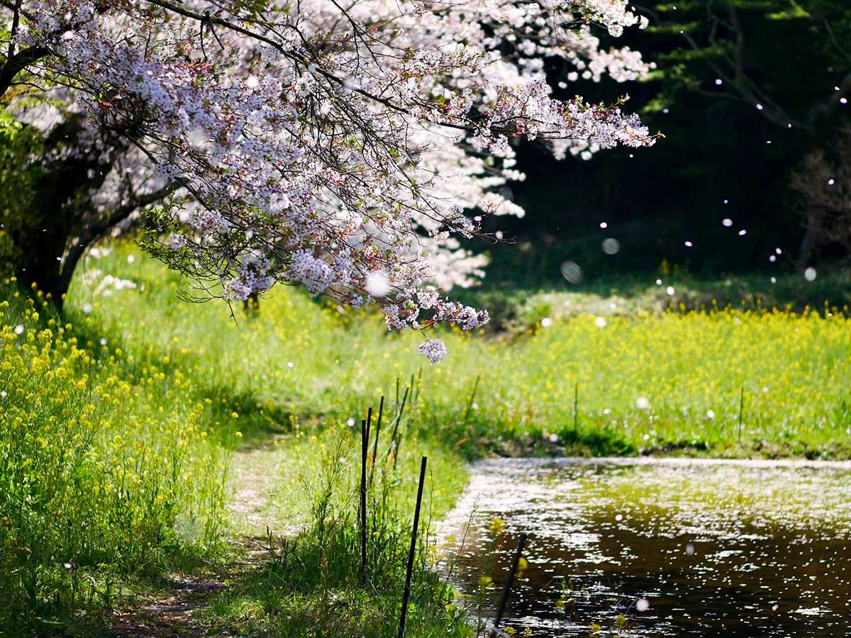 Япония: природа, императоры, достопримечательности, население и географическое положение страны