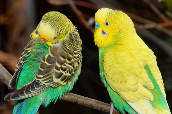 Волнистый попугай