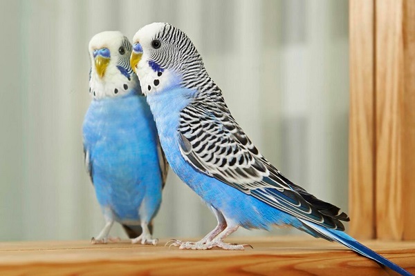 Волнистый попугай