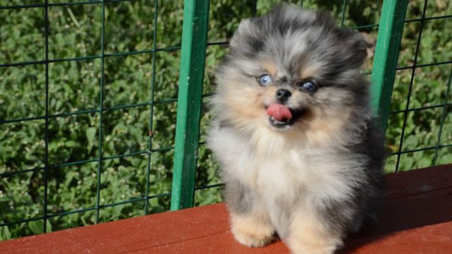 ТОП-20 пород собак с голубыми глазами