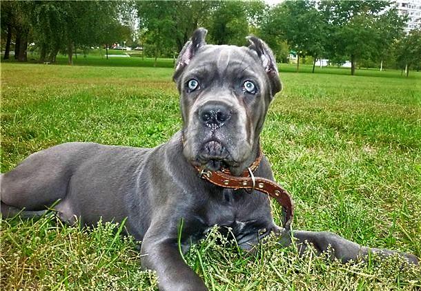 ТОП-20 пород собак с голубыми глазами