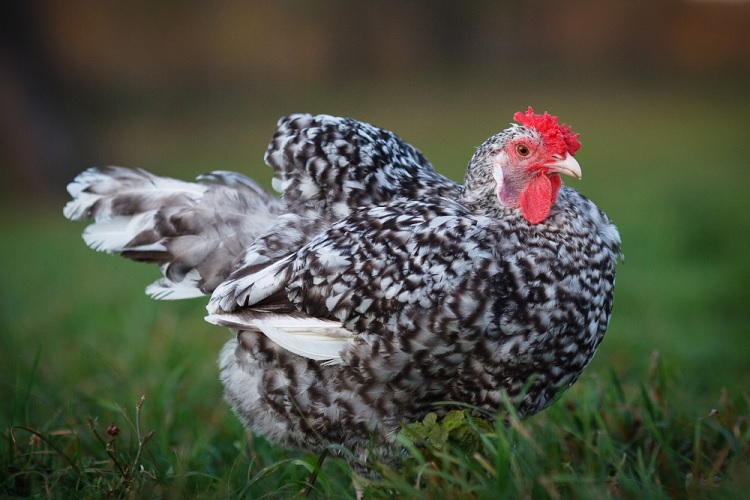 Пушкин несушка