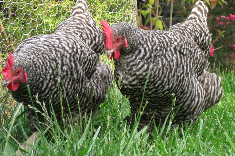 Чешские доминанты