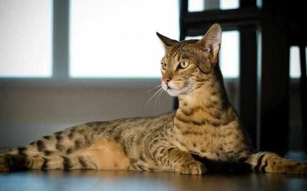 Взрослые кошки могут достигать веса 5 кг, а самцы – до 7 кг