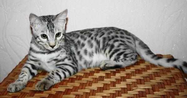 Окрас белый, снежный (Snow Bengals)