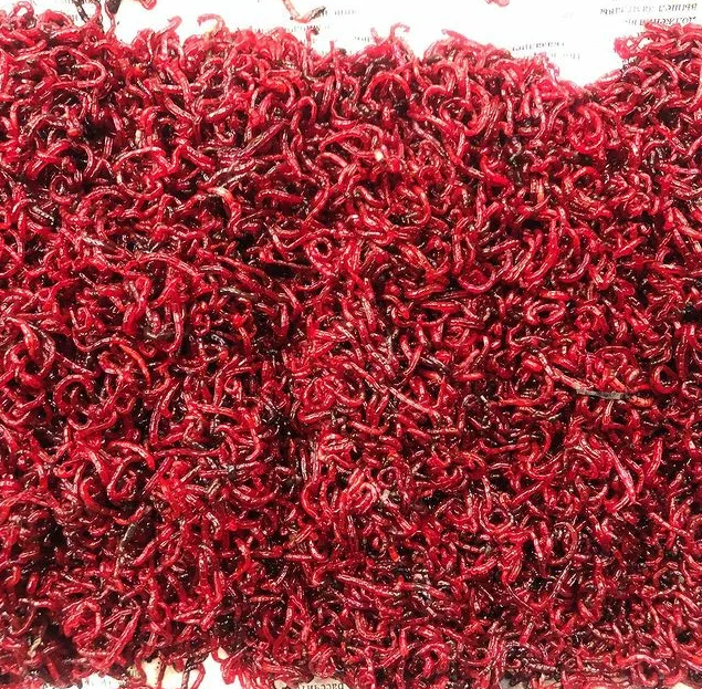 Ловля уклейки в октябре Ловля уклейки в октябре