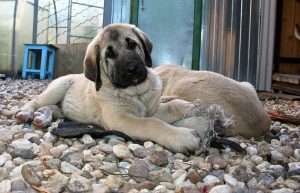 щенок кангала 3