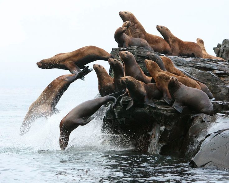 Сивуч: описание, среда обитания, образ жизни морского льва