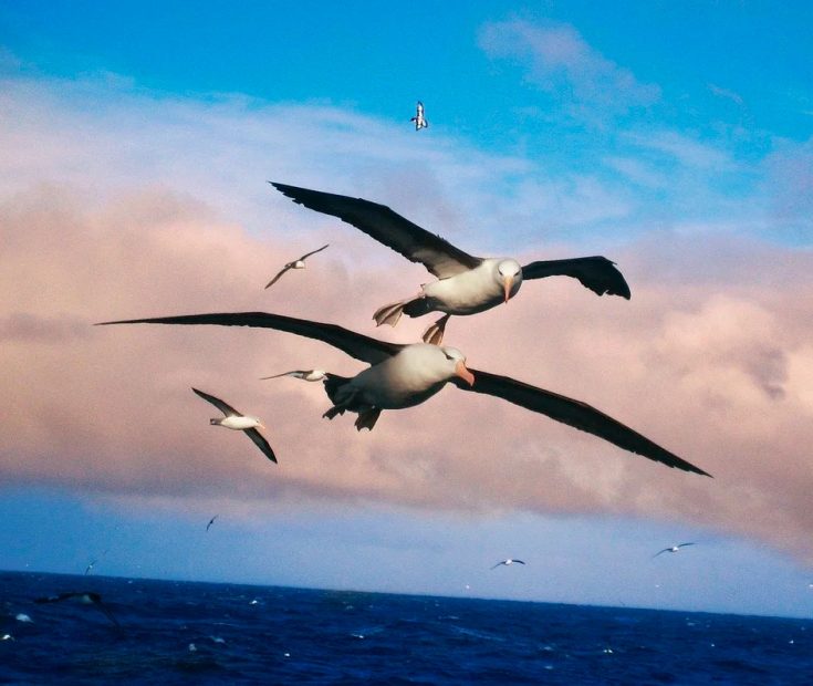 Альбатрос: описание, как выглядит, где обитает, размер, размах крыльев, где живет самая большая птица
