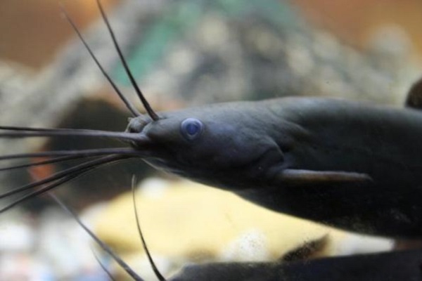 Мешкожаберный сом