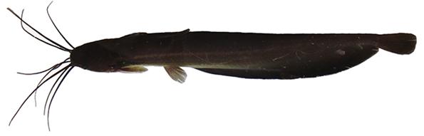 Мешкожаберный сом