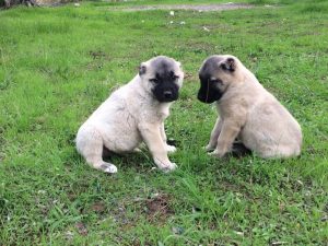 щеночки кангала