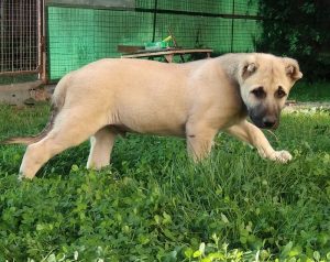 кангал щенок