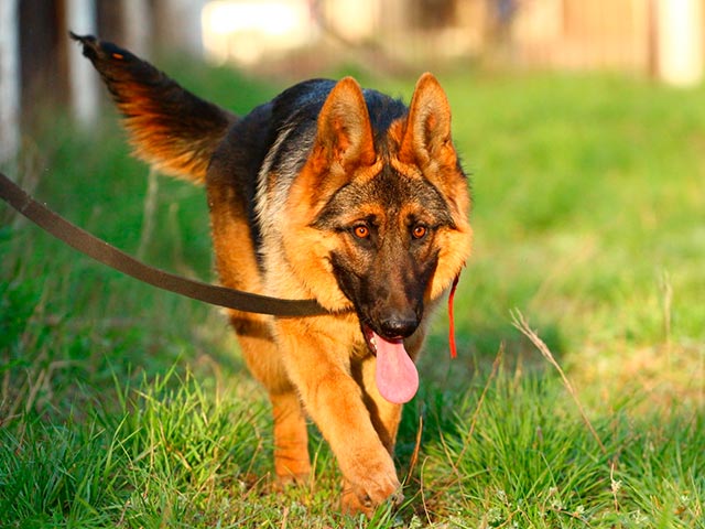 Картинка немецкой овчарки (самец