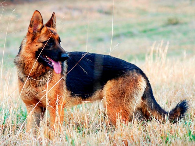 Фотография взрослой немецкой овчарки