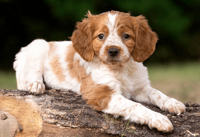 Бретонский эпаньол - щенок