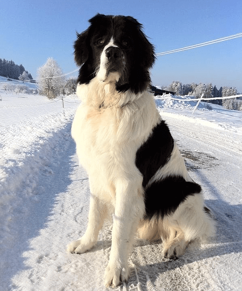 Ландсир - обучение