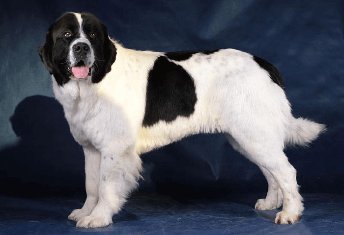 Ландсир - внешний вид