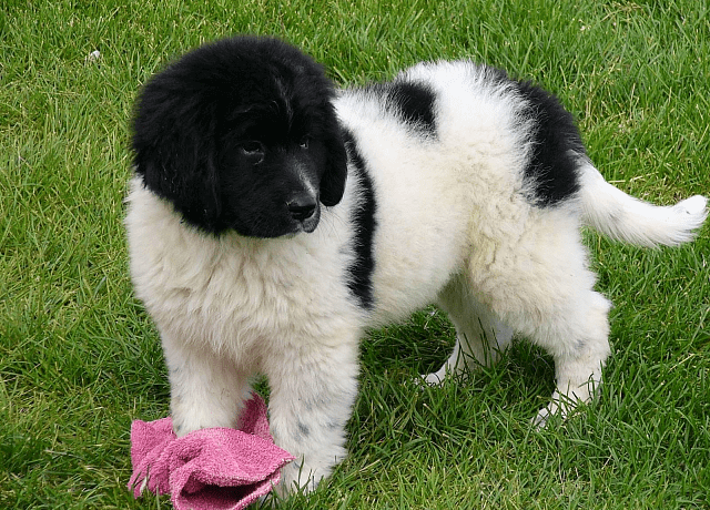 Ландсир - щенок