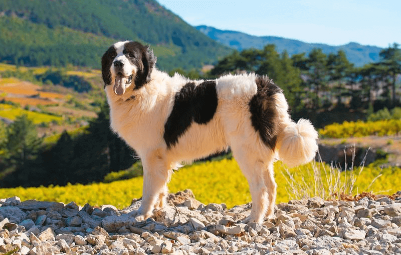 Ландзиер – ходьба