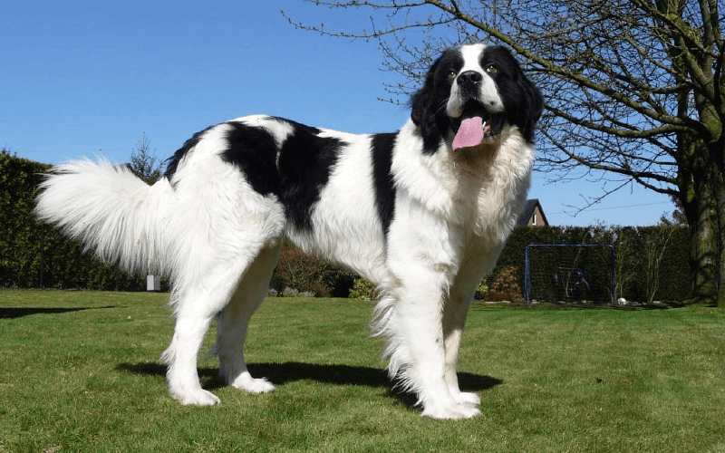 Ландсир - персонаж