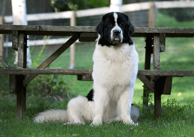 Ландсир - история