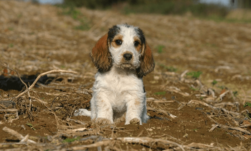 Малый бассет гриффон - щенок