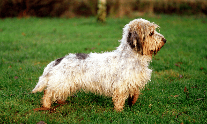 Малый бассет гриффон - история