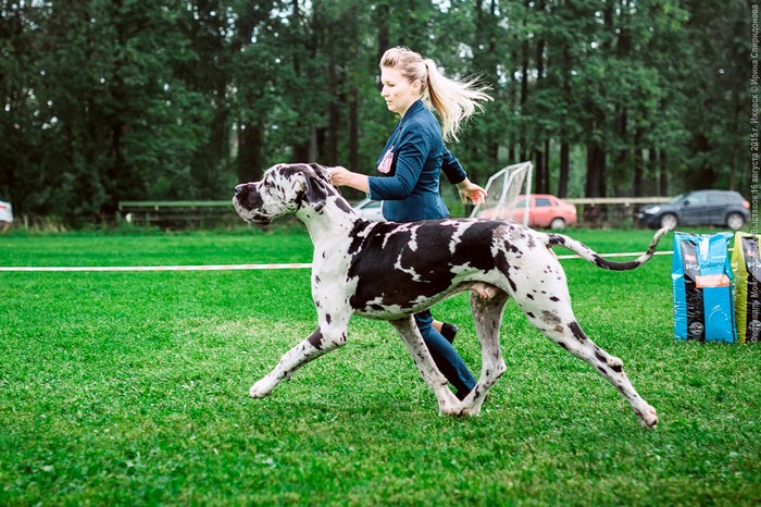 Нюансы дрессировки и воспитания