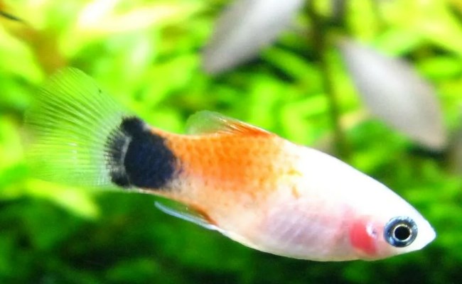 Пецилия Микки Маус