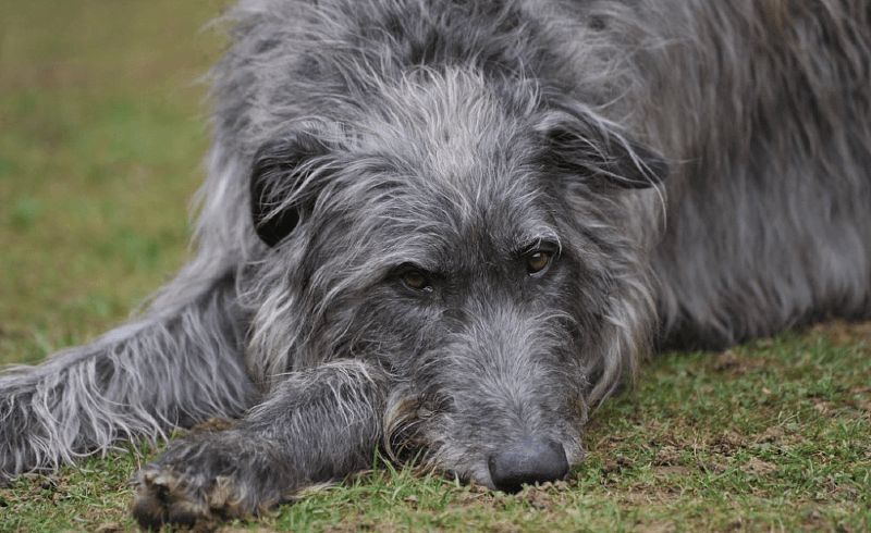 Шотландская борзая (дирхаунд) - характер
