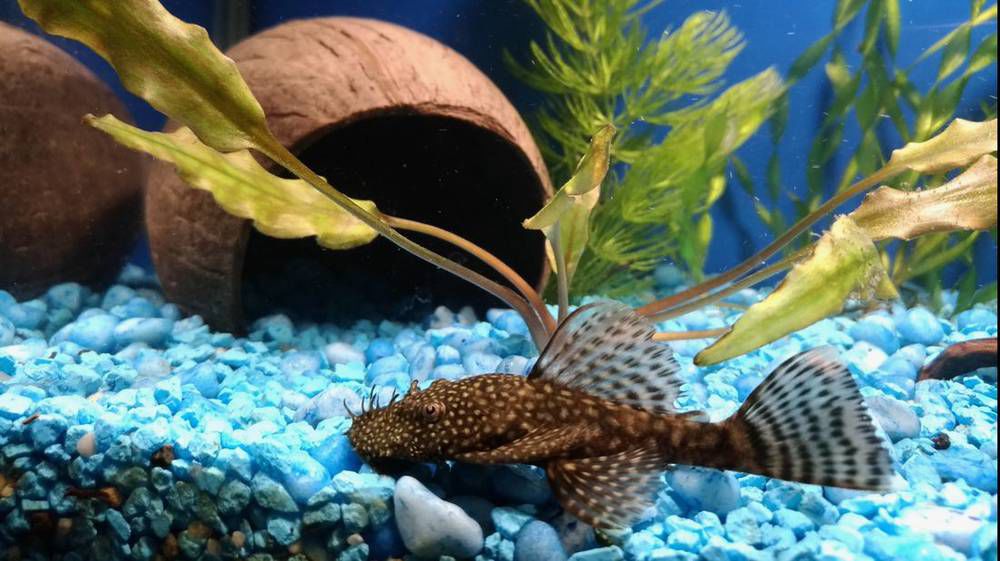 Анциструс: виды, уход, разведение, содержание