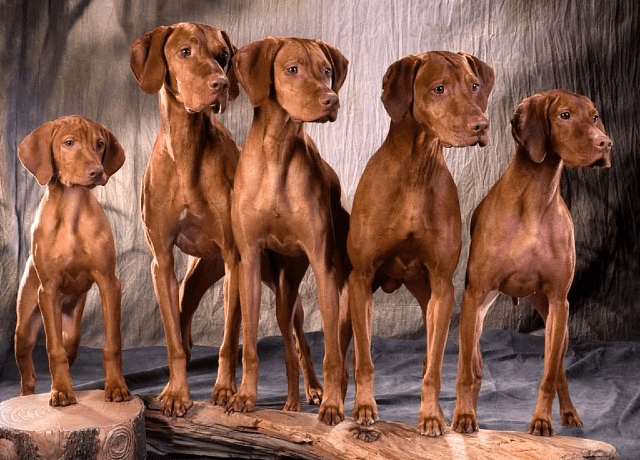 Гончий пойнтер (Выжла) - выбор питомца