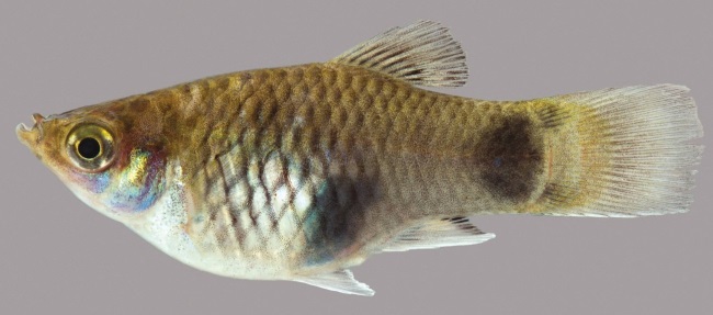 Xiphophorus maculatus