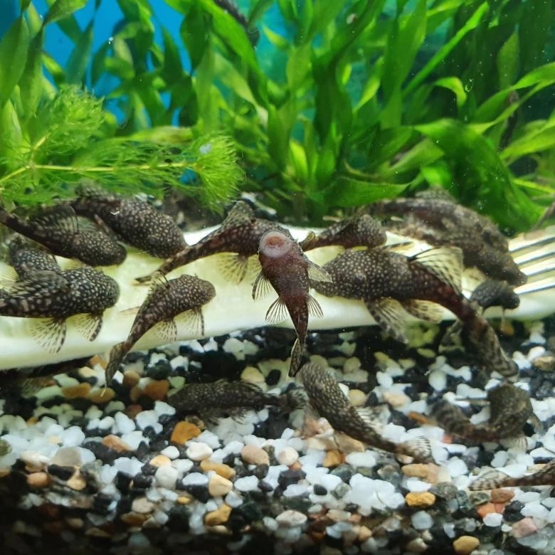 Анциструс: виды, уход, разведение, содержание