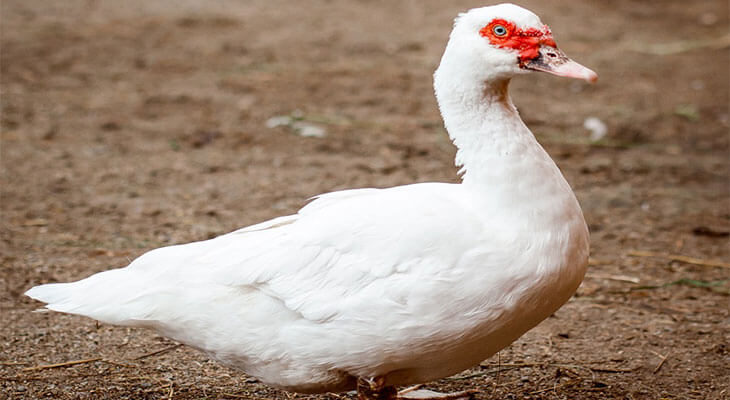 Белый индеец