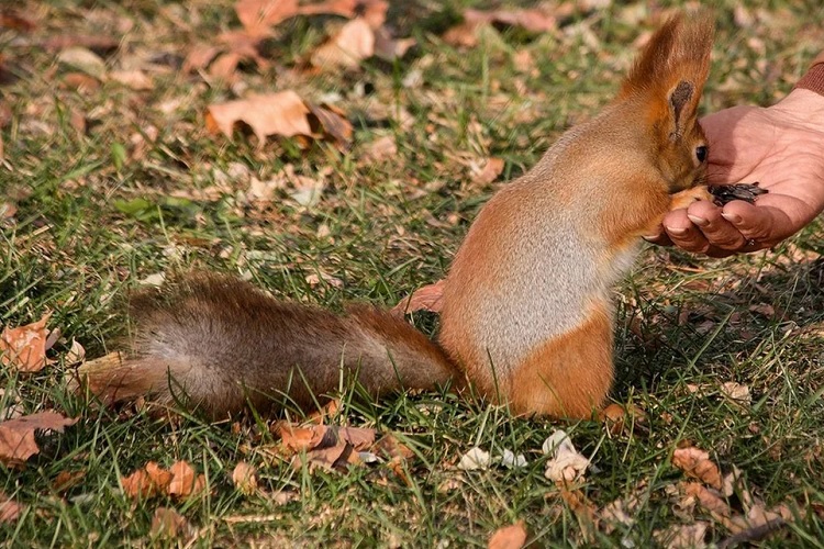 Ручная кормушка для белки