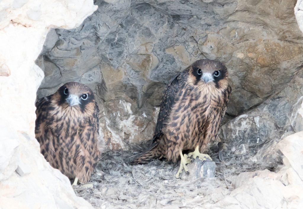 Птица чеглок: описание