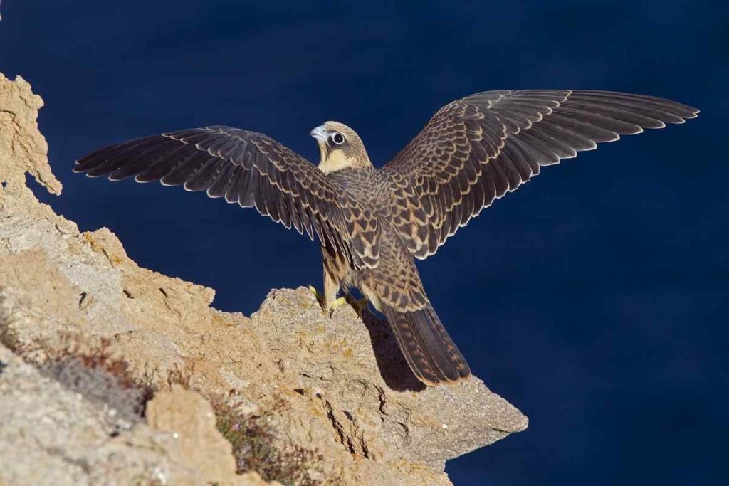 Птица чеглок: описание