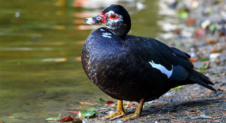 Черный индеец