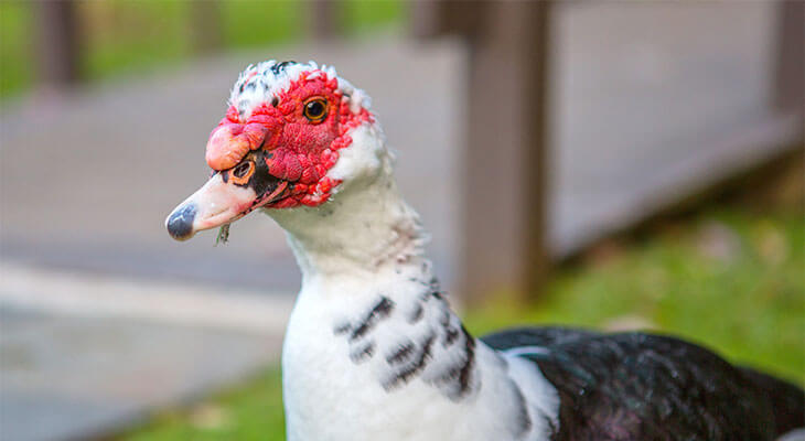 Черно-белый Индо