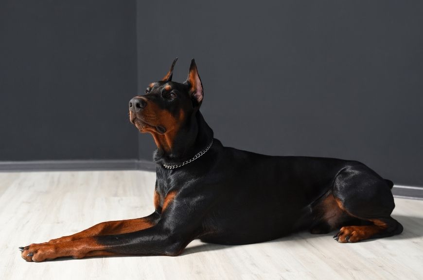 Доберман