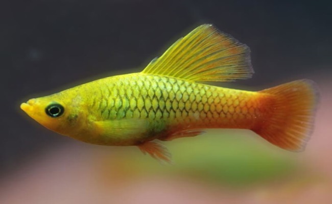 высокоплавничная