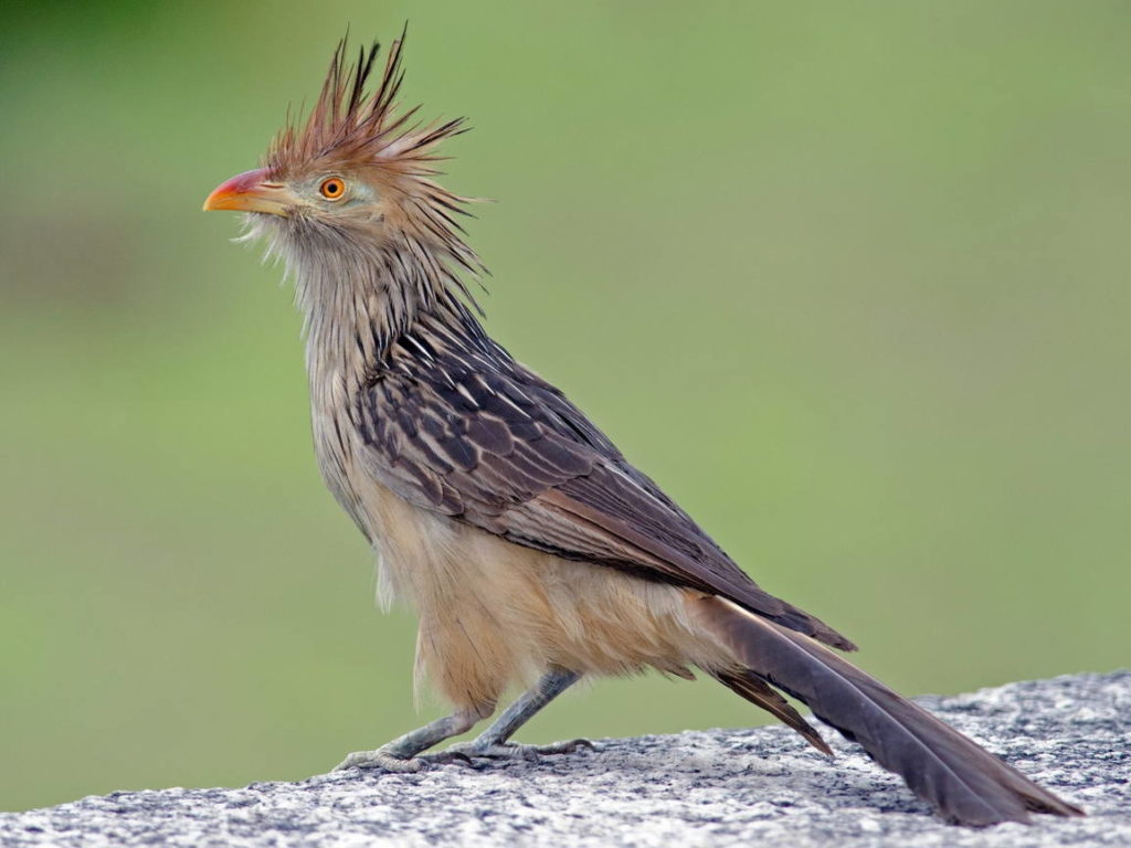 Гуйра (лат. Guira guira)