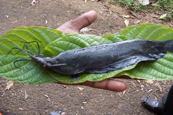 Мешкожаберный сом