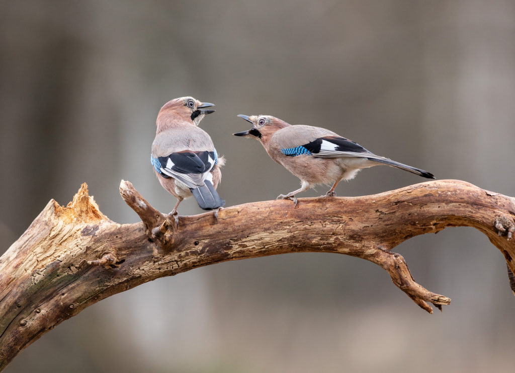 Джей пищевой образ жизни Джей пищевой образ жизни
