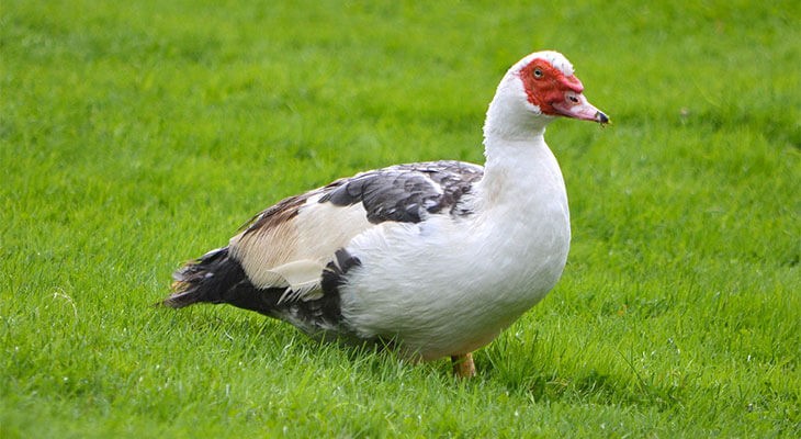 Индоутка на выпасе